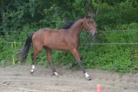 Vente de cheval : Jyskho des Edenes