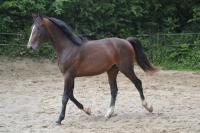 Vente de cheval : Karden'kho des Ednes