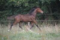 Vente de cheval : MAX DES EDENES