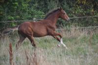 Vente de cheval : MAYA DES EDENES