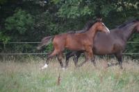 Vente de cheval : MOODY BLUES DES EDENES