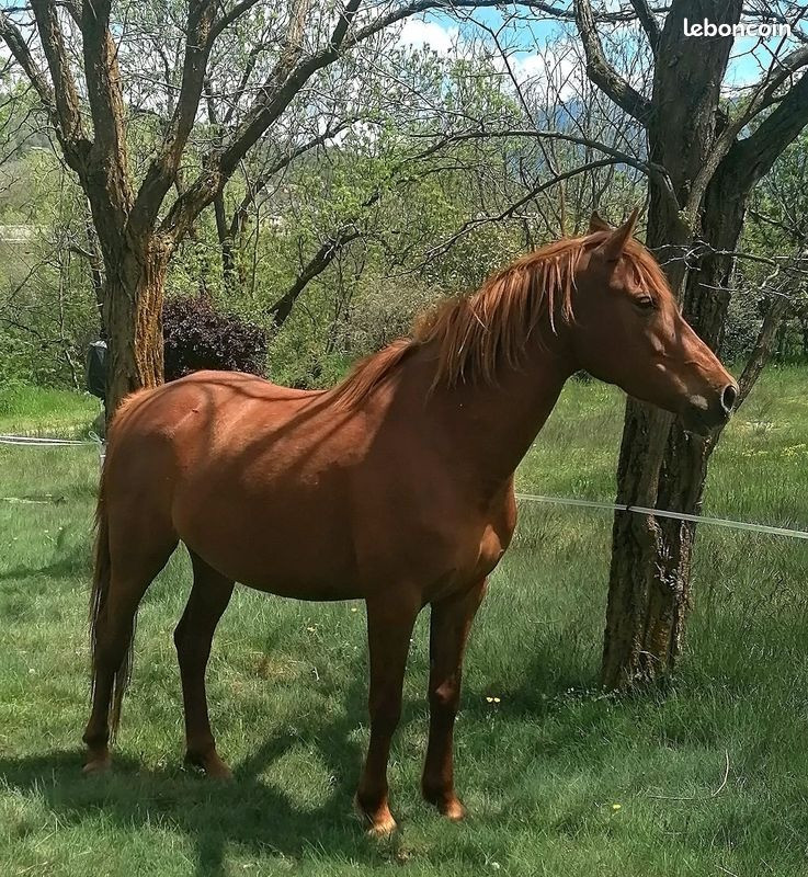 Vente de cheval : Alazana 