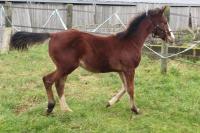 Vente de cheval : Micmac