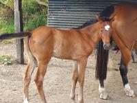 Vente de cheval : MissTick