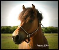 Vente de poney