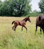 Vente de cheval : Padpanic Brbaudin 