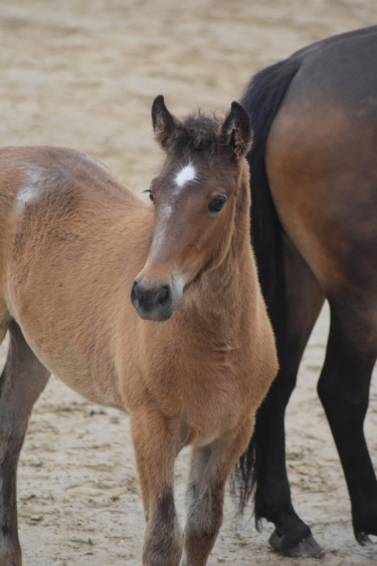 Vente de poney