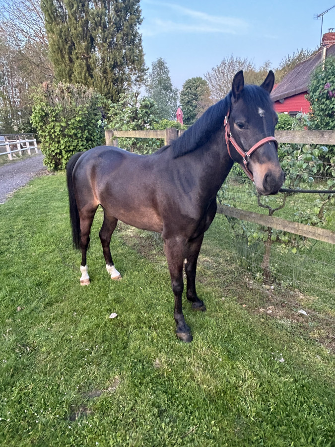 Vente de cheval : Little star de l?Omaj 