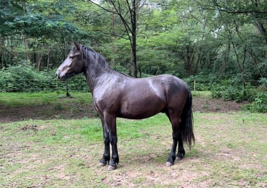 Vente de poney