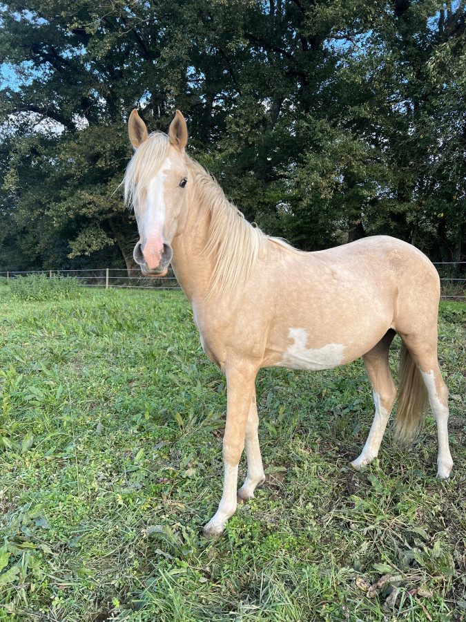 Vente de poney
