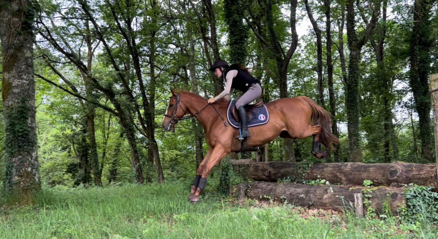 Vente de cheval : Norwegian lord