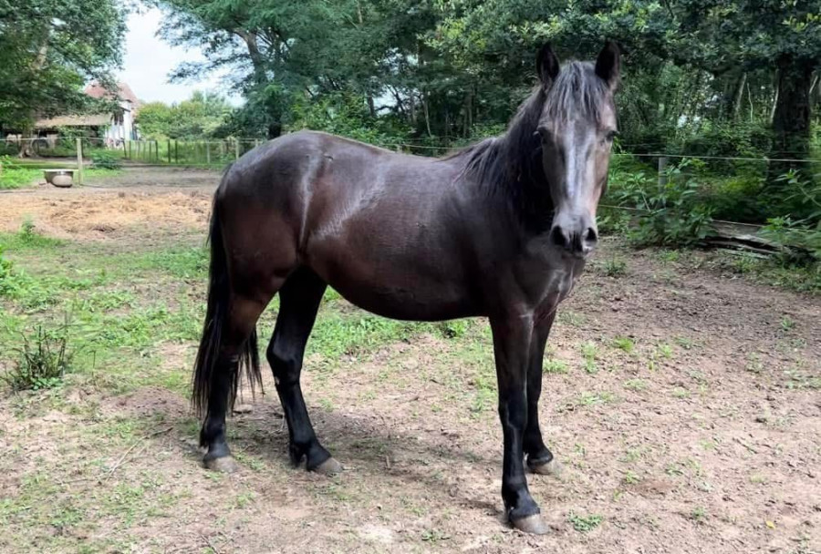 Vente de poney