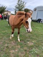 Vente de cheval : Precioso