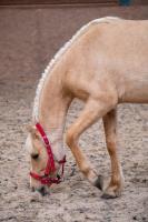 Vente de poney