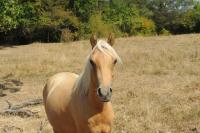 Vente de poney