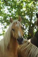 Vente de poney