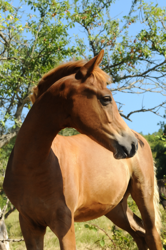 Vente de poney