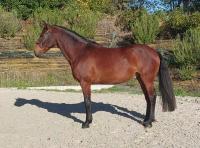 Vente de cheval : Magelan de la Gesse