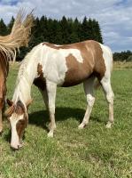 Vente de cheval : OLYMPE DE LA MOULEYRE