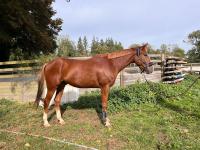 Vente de cheval : Jenko