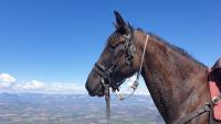 Vente de cheval : Zora