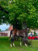 Vente de cheval : Ombrage de Chalima