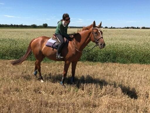 Vente de cheval : Tigra 