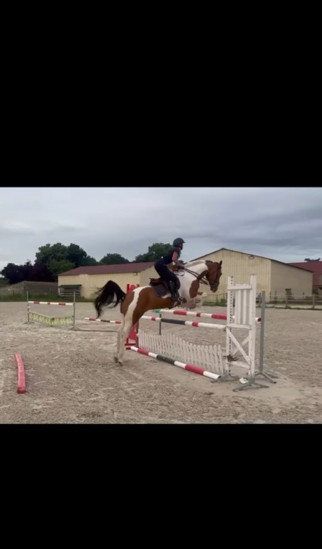 Vente de cheval : Ifalgo