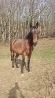 Vente de cheval : Kimi Mila Aponi