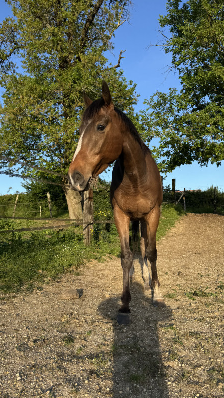 Vente de cheval : Ielix