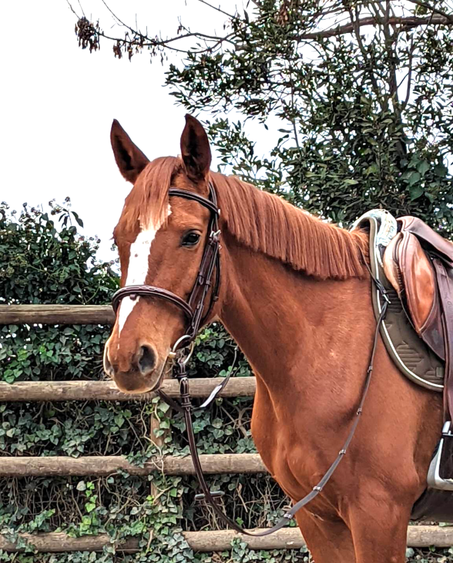 Vente de cheval : For Heidi