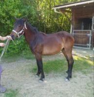Vente de cheval : Nibiru