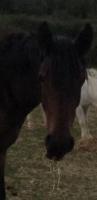 Vente de cheval : N.