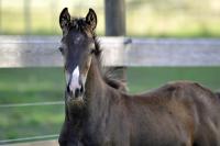 Vente de cheval : Pin-up Joy Olena Maalgia 