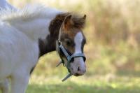 Vente de cheval : Pavlova Nova Maalgia 