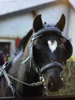 Vente de poney