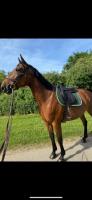Vente de cheval : Erellig