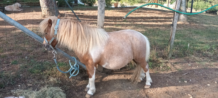 Mini poney Shetland Jument 16 Ans 80 cm Alezan in Luxem