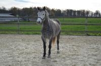 Vente de poney