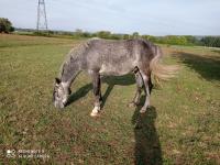 Vente de poney