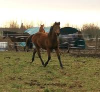 Vente de cheval : Ola Star du Triomphe 