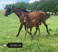 Vente de cheval : Idahoe