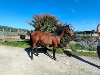 Vente de cheval : Ola star 