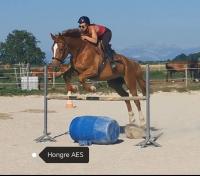 Vente de cheval : Chico 