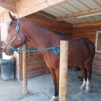 Vente de cheval : ELEDEL DES GALAINES