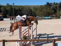 Vente de cheval : Ixia