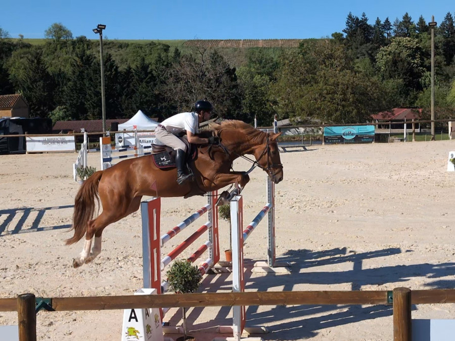 Vente de chevaux