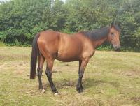 Vente de cheval : GIPSY