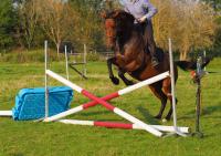 Vente de cheval : Elsey