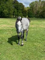 Vente de cheval : Amazing grace